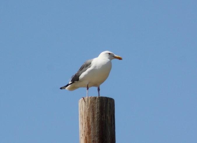 Western Gull by Ben Barkley - La Paz Group