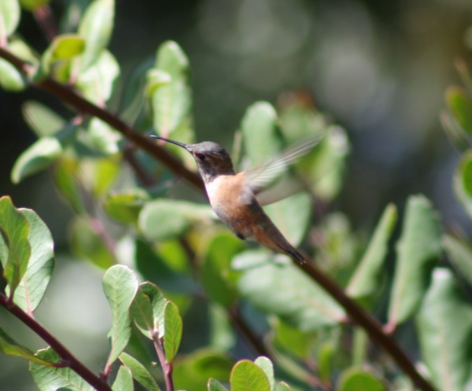 Allen's Hummingbird by Ben Barkley - La Paz Group