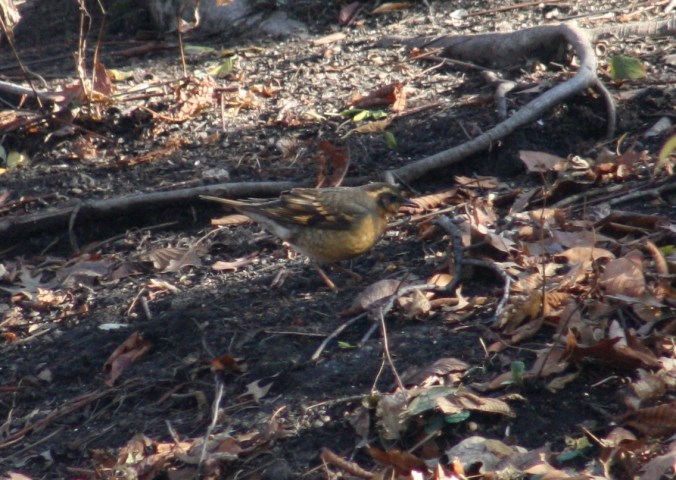 Varied Thrush by Ben Barkley - La Paz Group