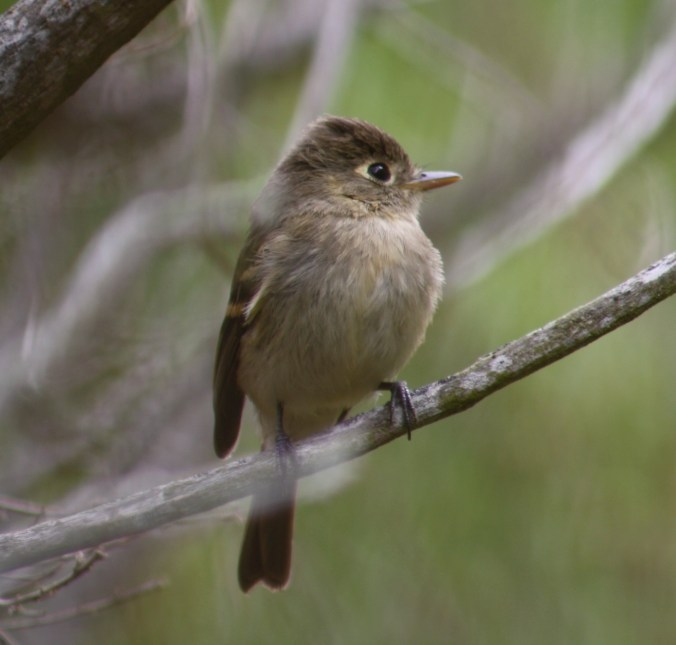 Pacific-slope Flycatcher by Ben Barkley - La Paz Group