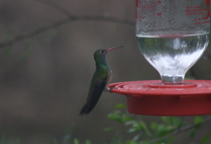 Buff-bellied Hummingbird by Ben Barkley - La Paz Group