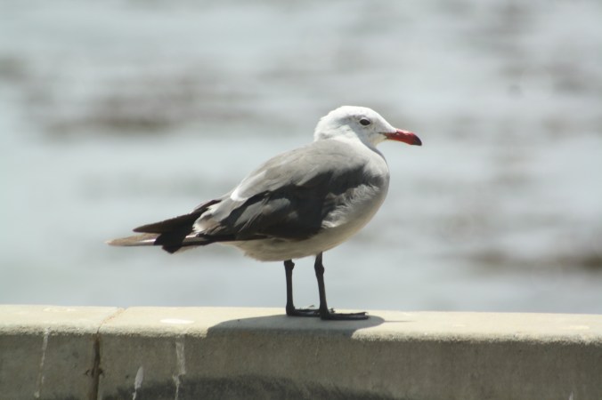 Heerman's Gull by Ben Barkley - La Paz Group