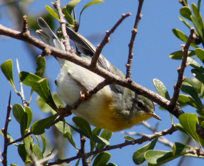 Northern Parula by Ben Barkley - La Paz Group