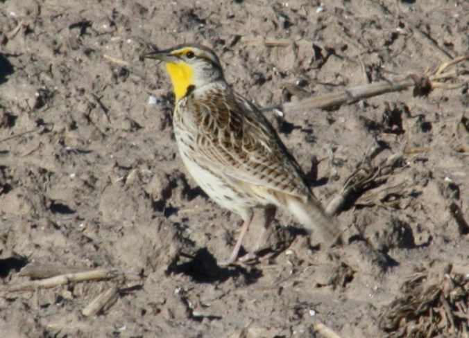 Western Meadowlark by Ben Barkley - La Paz Group