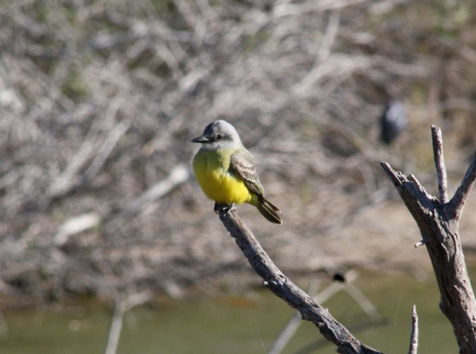 Tropical Kingbird by Ben Barkley - La Paz Group