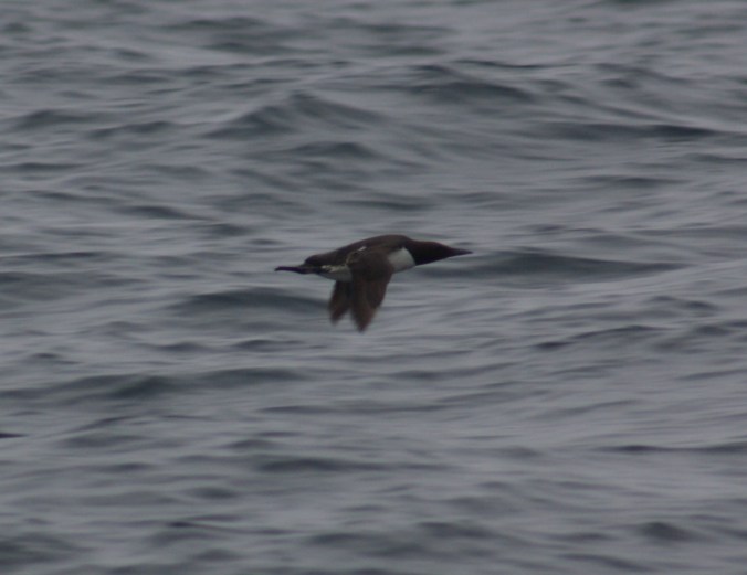 Common Murre by Ben Barkley - La Paz Group