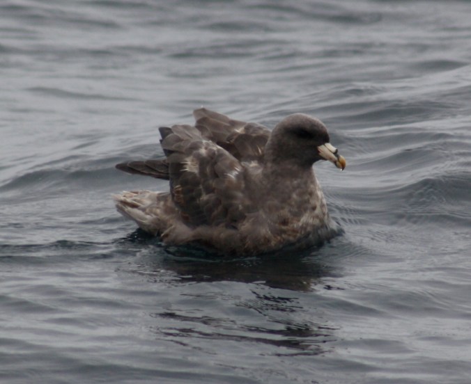 Northern Fulmar by Ben Barkley - La Paz Group