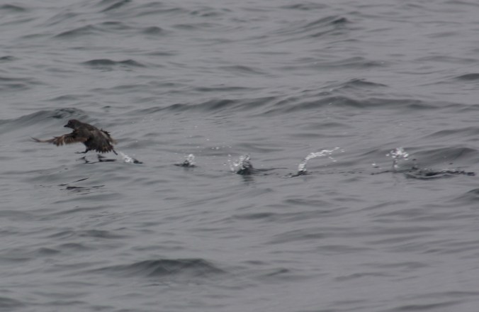 Cassin's Auklet by Ben Barkley - La Paz Group