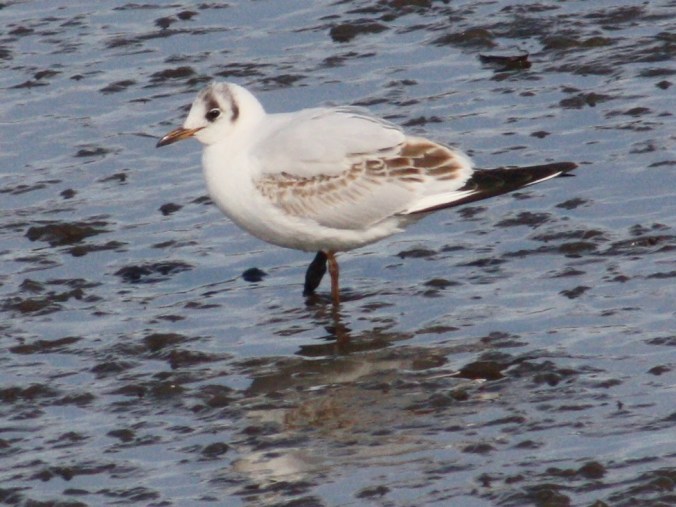 Black-headed Gull by Ben Barkley - La Paz Group