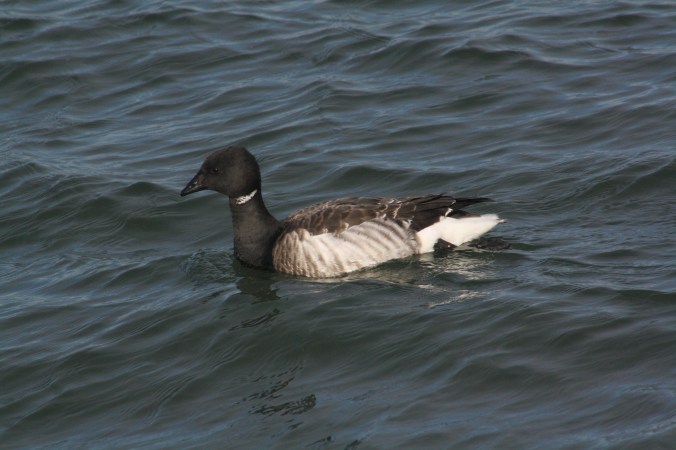 Brant by Ben Barkley - La Paz Group
