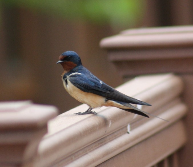 Barn Swallow by Ben Barkley - La Paz Group