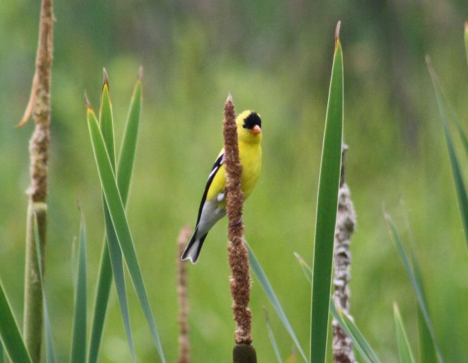 American Goldfinch by Ben Barkley - La Paz Group