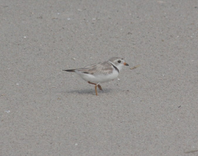 Piping Plover by Ben Barkley - La Paz Group