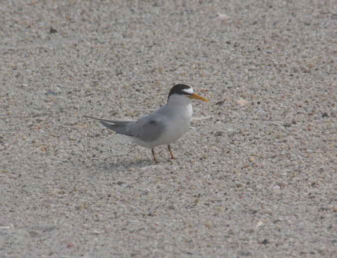 Least Tern by Ben Barkley - La Paz Group