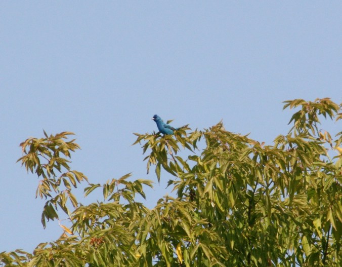 Indigo Bunting by Ben Barkley - La Paz Group