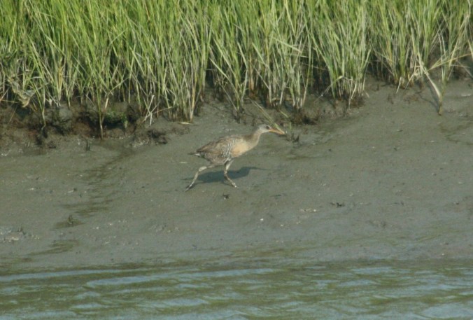 Clapper Rail by Ben Barkley - La Paz Group