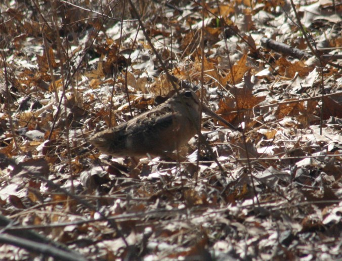 American Woodcock by Ben Barkley - La Paz Group