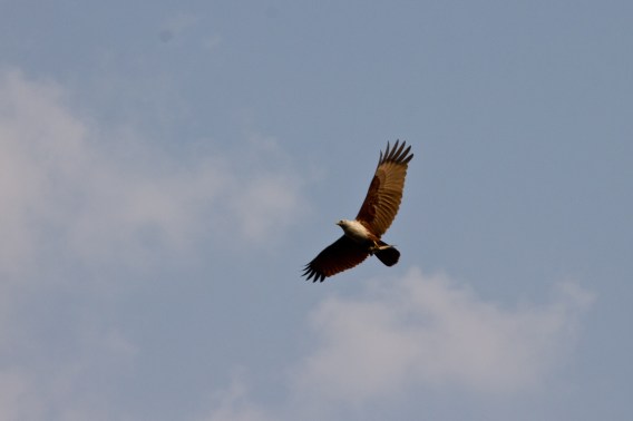 Brahmani Kite by Milo Inman - La Paz Group