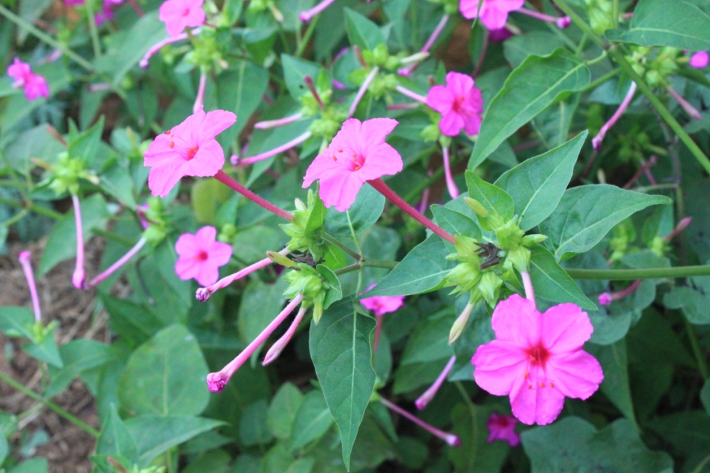 The Four O&rsquo;Clock Flower (Mirabilis) | Organikos
