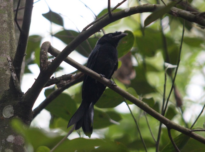 Hair-crested Drongo by Ben Barkley - La Paz Group