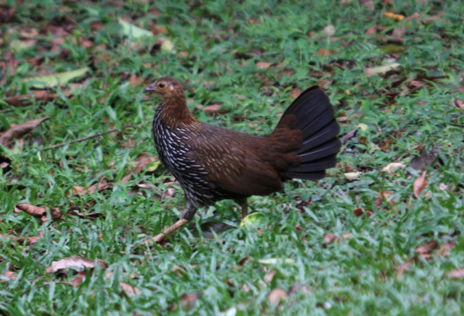 Grey Junglefowl by Ben Barkley - La Paz Group