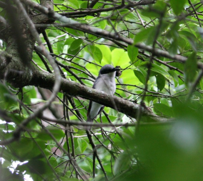 Malabar Woodshrike by Ben Barkley - La Paz Group