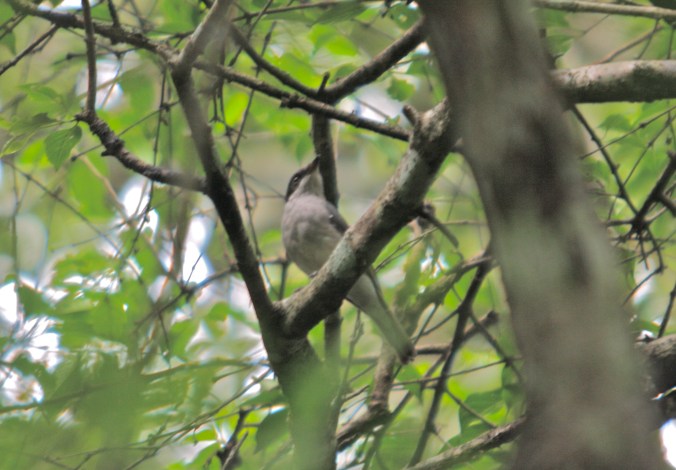 Common Woodshrike by Ben Barkley - La Paz Group