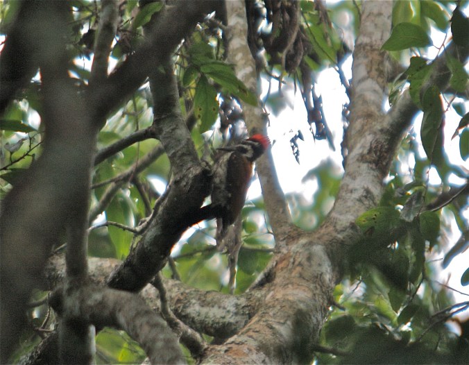 Common Flameback by Ben Barkley - La Paz Group