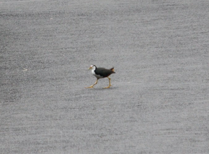 White-breasted Waterhen by Ben Barkley - La Paz Group