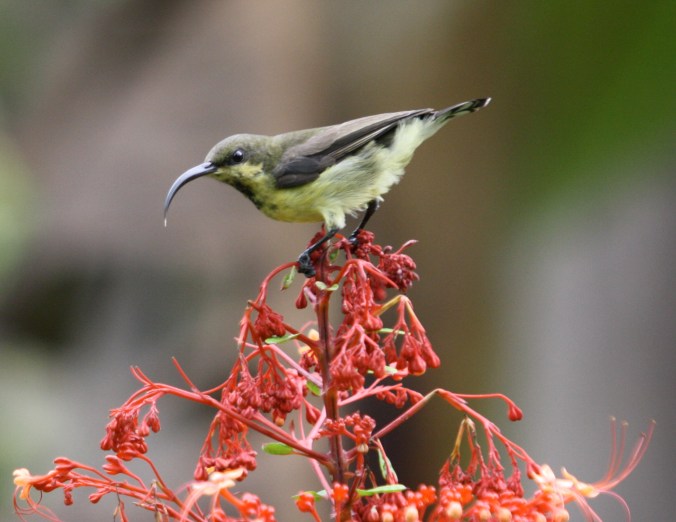 Long-billed Sunbird by Ben Barkley - La Paz Group