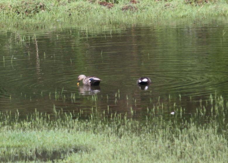 Indian Spot-billed Duck by Ben Barkley - La Paz Group