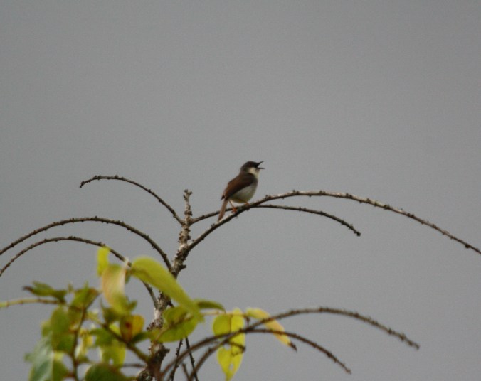 Grey-breasted Prinia by Ben Barkley - La Paz Group