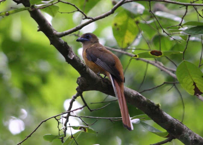 Malabar Trogan by Ben Barkley - La Paz Group
