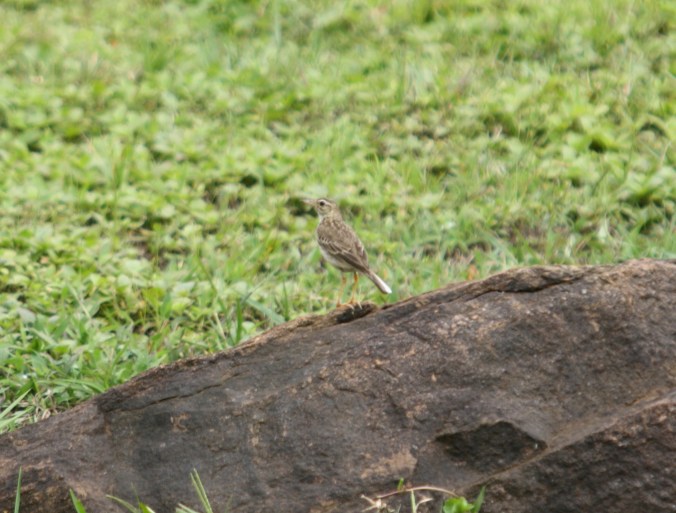 Oriental Pipit by Ben Barkley - La Paz Group