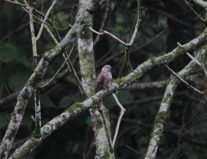 Indian Cuckoo by Ben Barkley - La Paz Group
