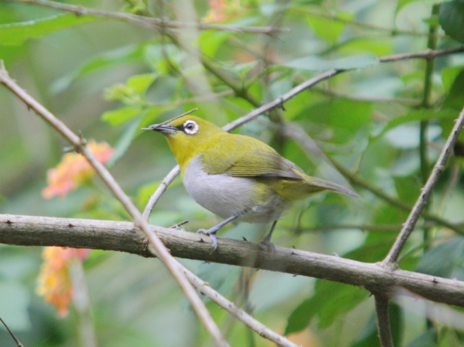 Oriental White-eye by Ben Barkley - La Paz Group
