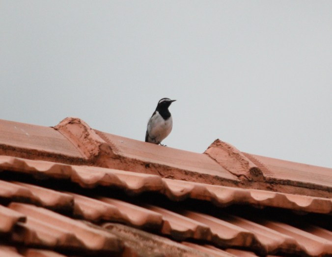 White-browed Wagtail by Ben Barkley - La Paz Group