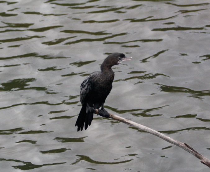 Little Cormorant by Ben Barkley - La Paz Group