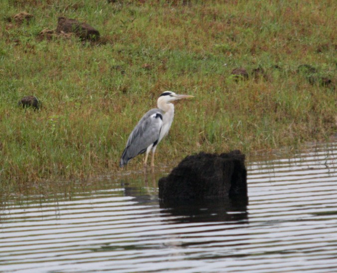 Grey Heron by Ben Barkley - La Paz Group