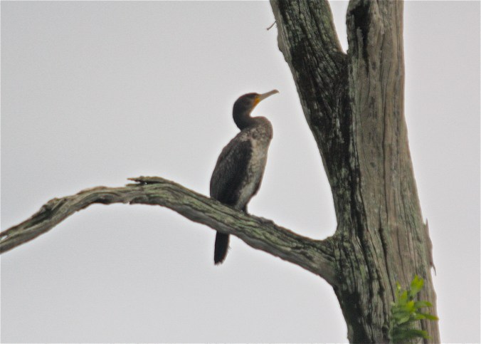 Great Cormorant by Ben Barkley - La Paz Group