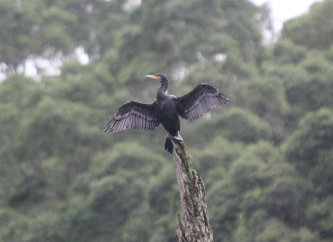 Indian Cormorant by Ben Barkley - La Paz Group