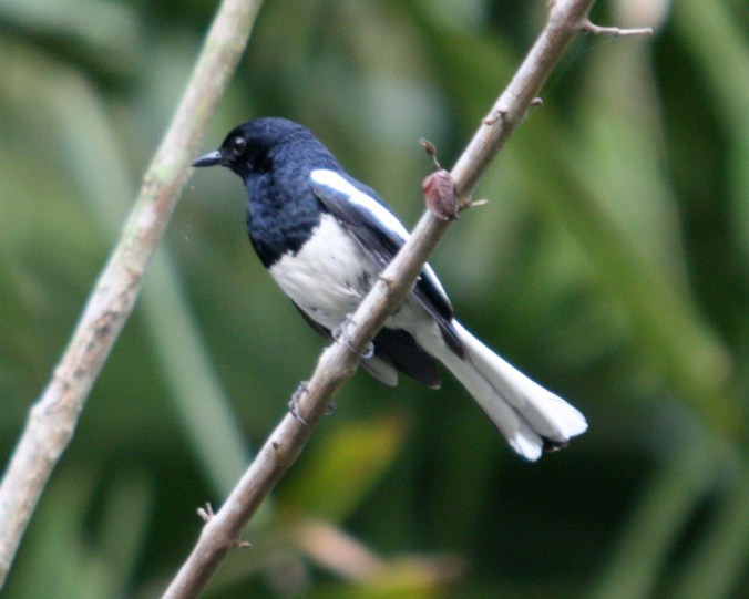 Oriental Magpie-Robin by Ben Barkley - La Paz Group