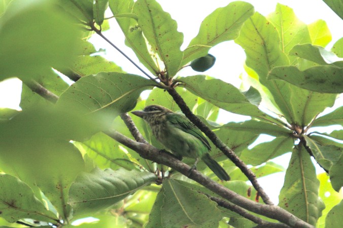 White-cheeked Barbet by Ben Barkley - La Paz Group