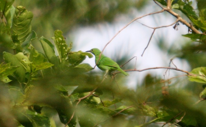 Golden-fronted Leafbird by Ben Barkley - La Paz Group