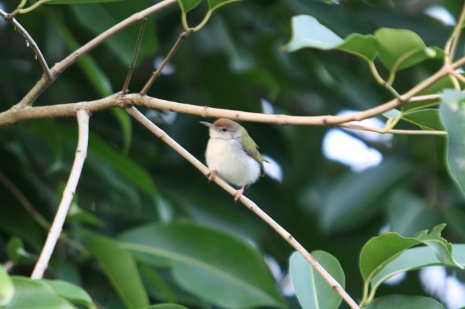 Common Tailorbird by Ben Barkley - La Paz Group