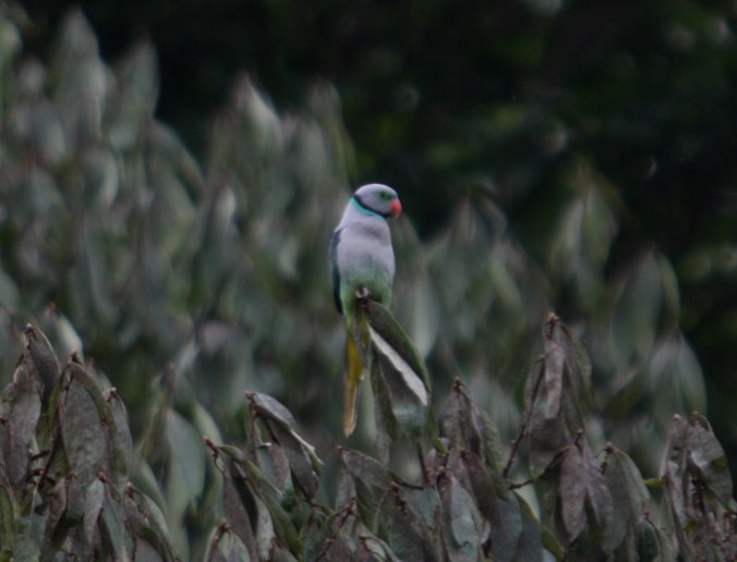 Malabar Parakeet by Ben Barkley - La Paz Group