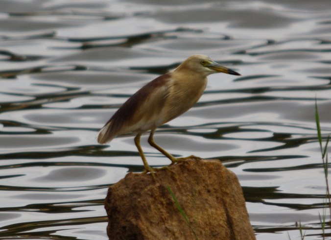 Indian Pond Heron by Ben Barkley - La Paz Group
