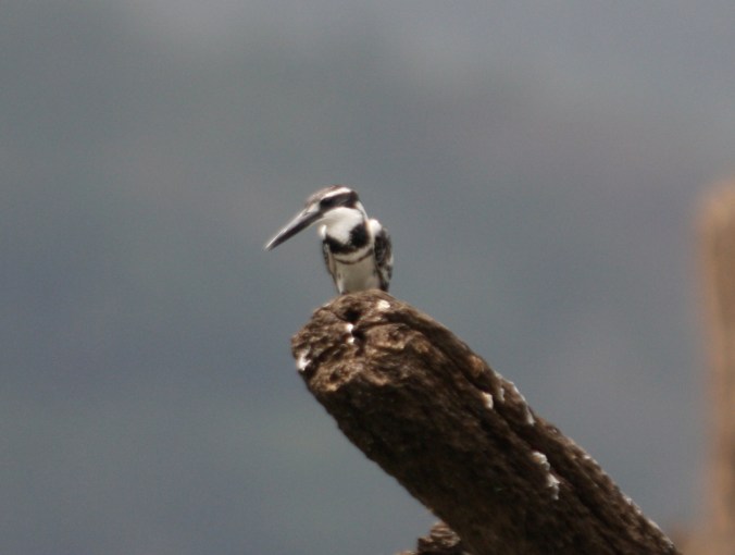 Pied Kingfisher by Ben Barkley - La Paz Group
