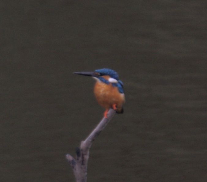 Common Kingfisher by Ben Barkley - La Paz Group