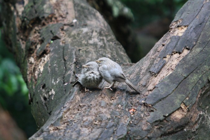 Jungle Babbler by Ben Barkley - La Paz Group